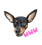 名犬サクちゃん9（個別スタンプ：17）
