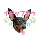 名犬サクちゃん9（個別スタンプ：19）
