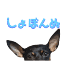 名犬サクちゃん9（個別スタンプ：20）