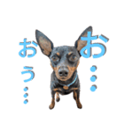 名犬サクちゃん9（個別スタンプ：24）
