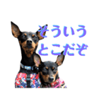 名犬サクちゃん9（個別スタンプ：29）