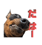 名犬サクちゃん9（個別スタンプ：30）