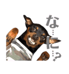 名犬サクちゃん9（個別スタンプ：31）