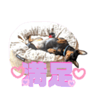 名犬サクちゃん9（個別スタンプ：33）
