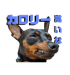 名犬サクちゃん9（個別スタンプ：36）