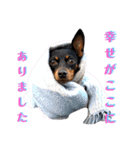 名犬サクちゃん9（個別スタンプ：37）
