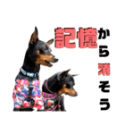 名犬サクちゃん9（個別スタンプ：39）