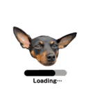 名犬サクちゃん9（個別スタンプ：40）