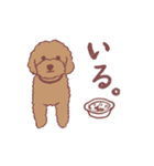 トイプードルりくちゃん（個別スタンプ：10）