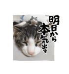 モナだよ（個別スタンプ：5）