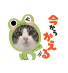 モナだよ（個別スタンプ：8）