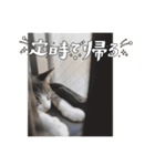 モナだよ（個別スタンプ：10）