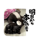 ねこねこぴのこ3（個別スタンプ：1）