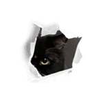 ねこねこぴのこ3（個別スタンプ：3）