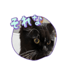 ねこねこぴのこ3（個別スタンプ：4）