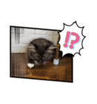 ねこねこぴのこ3（個別スタンプ：8）
