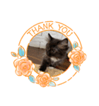 ねこねこぴのこ2（個別スタンプ：1）