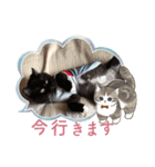 ねこねこぴのこ2（個別スタンプ：8）