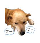 小夢くんスタンプ6（個別スタンプ：33）