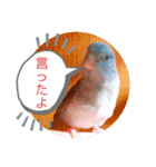 マメルリハのリル18（個別スタンプ：2）