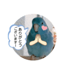マメルリハのリル18（個別スタンプ：3）