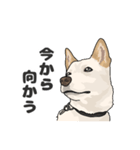 雑種犬 2（個別スタンプ：2）