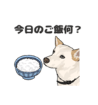 雑種犬 2（個別スタンプ：7）