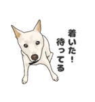 雑種犬 2（個別スタンプ：8）