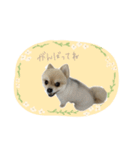 愛犬アポ様No.2（個別スタンプ：29）