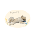 愛犬アポ様No.2（個別スタンプ：35）