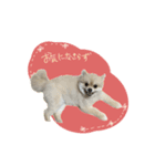 愛犬アポ様No.2（個別スタンプ：38）