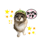 モフモフたちのスタンプ（個別スタンプ：6）