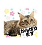 モフモフたちのスタンプ（個別スタンプ：30）
