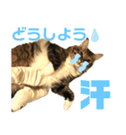 モフモフたちのスタンプ（個別スタンプ：36）