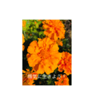 地球劇場Vol.2花、咲き香る（個別スタンプ：1）