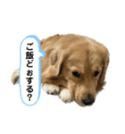 俺、シエル（個別スタンプ：14）