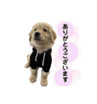 俺、シエル（個別スタンプ：16）