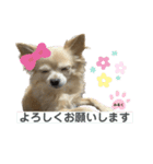 俺、シエル（個別スタンプ：19）