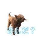 onechance犬ちゃん（個別スタンプ：2）