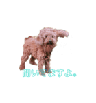 onechance犬ちゃん（個別スタンプ：6）