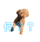 onechance犬ちゃん（個別スタンプ：7）