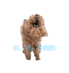 onechance犬ちゃん（個別スタンプ：8）