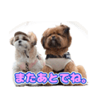 タヌ＆ぽお太郎スタンプ（個別スタンプ：4）
