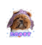 タヌ＆ぽお太郎スタンプ（個別スタンプ：10）