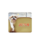 タヌ＆ぽお太郎スタンプ（個別スタンプ：13）