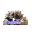 タヌ＆ぽお太郎スタンプ（個別スタンプ：21）