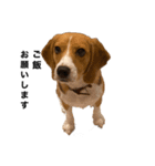 うちの社長犬（個別スタンプ：1）