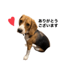 うちの社長犬（個別スタンプ：2）
