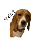 うちの社長犬（個別スタンプ：3）