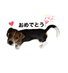 うちの社長犬（個別スタンプ：4）